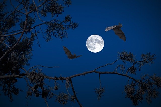 לכידת עטלפים