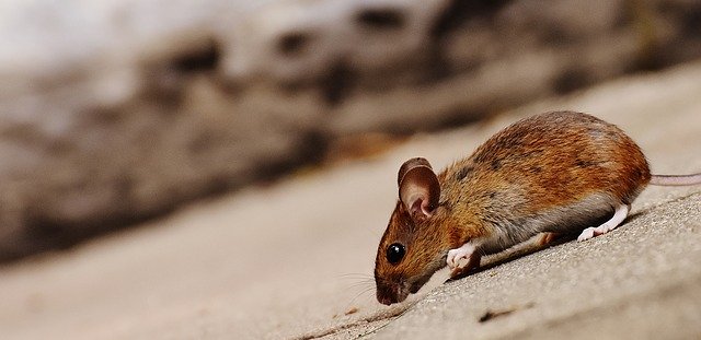 הדברת עכברים בתל אביב